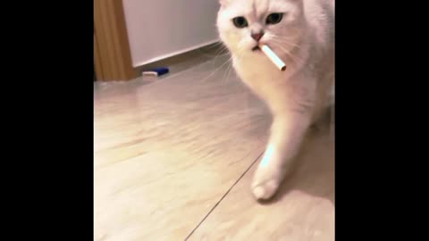 cat smokes a cigarette