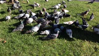 Hungry Pigeons Get Food From Grass