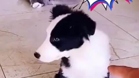 🤣🤣🤣 Funny Dog Fails 2021 TRY NOT TO LAUGH!!! 🤣🤣🤣