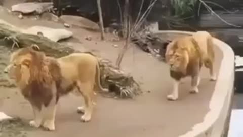 Two lions can not stop loughing