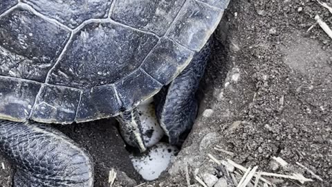 Hinano the Water Turtle Laying Eggs