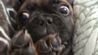 Brown french bull dog frenchie laying on back in bed cleaning itself