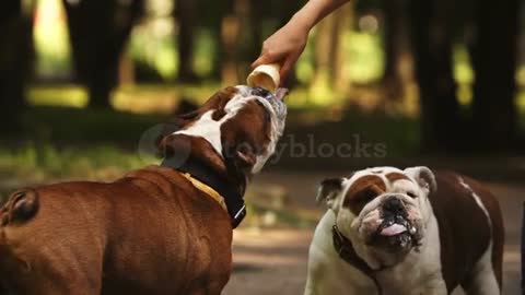 Two cute and funny english bulldogs eating cold ice cream in hot summer day. Happy