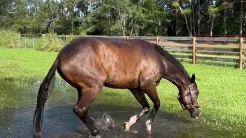 Happy horse takes a break in a rain puddle