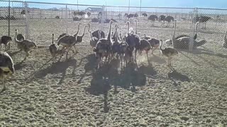 Ostrich Chicks Playing Rugby Amazing!