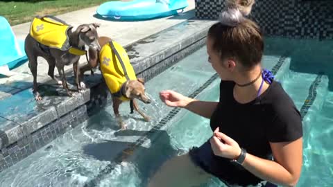 DOGS SAFETY-Teaching My Dogs How To Swim