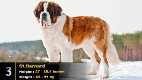 Top 10 Largest Dog Breeds In The World