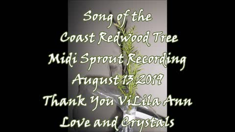 Song of the Coast Redwood Tree 8 13 2019