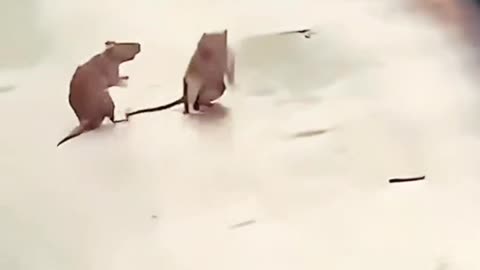 Two Mouse Amazing