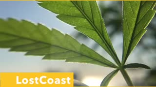 LostCoast Wellness.com