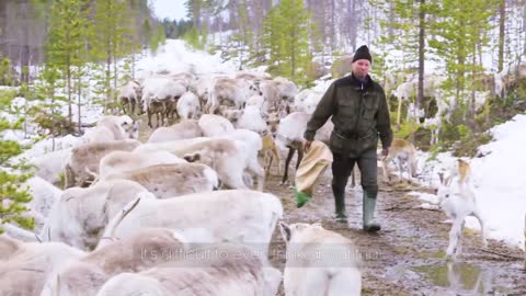 Saami Reindeer Herder Lives Alone in Arctic Wilderness | BBC Earth