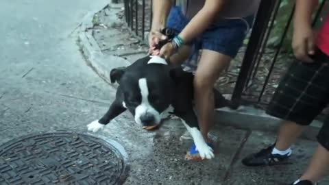 Pitbull attack Dogs - compilation