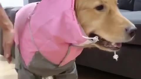 Dog Scared Of Himself In Mirror