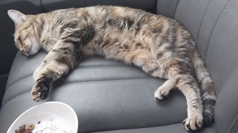 Precious Pussycat Show Cat Nap (REMASTERED)