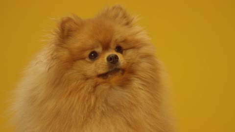 cute pomeranian dog..pomeranian price.