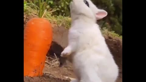 The rabbit is so cute, how can you eat the rabbit!🐇