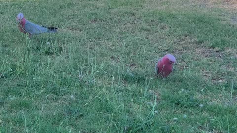 Parrot Cockatoo