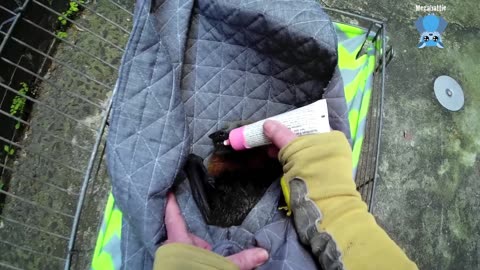 Juvenile flying-fox in care, day 1 this is Jacki-Rose.mp4