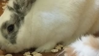 Rabbit kicks Hamster!