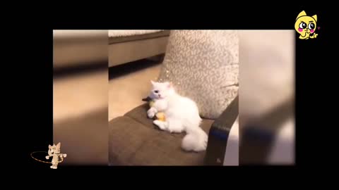 Sweet cat videos ।। cute baby cat funny video🤗🤗🤗🤗