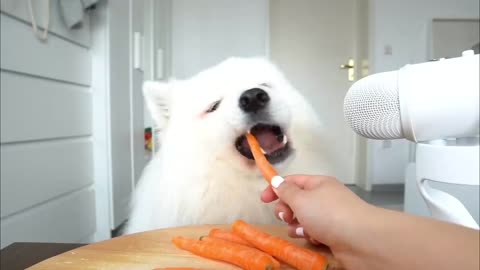 ASMR Dog Reviewing Different Types of Food #2 I MAYASMR