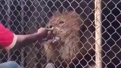 Man finds out the hard way to not taunt a lion
