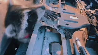 Pet Raccoon Earns Her Keep