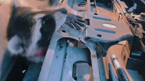 Pet Raccoon Earns Her Keep