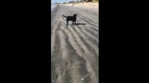 Doc LOVES the beach and says "THANK YOU for bringing me!"