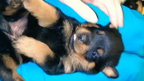 CUTE ROTTWEILER PUPPY'S SLEEPING