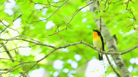 BEST RELAX. AMAZING!! 🌻✨Singing nightingale. The best bird song.