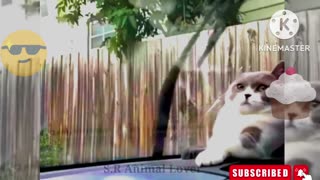 Funny animal videos Funny Cats.....!!!!!!!