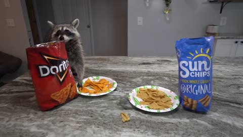 Raccoon Tries Most Popular Chips to see Which Chip is the Best