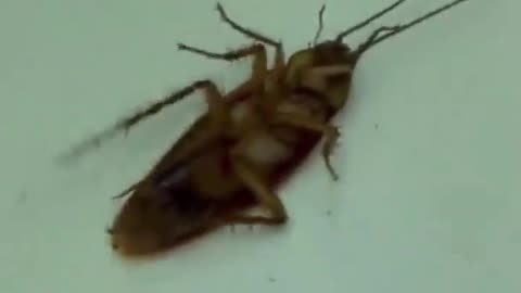 Two ants drag a cockroach by its antennae #viral #trending #funny #pets