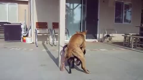 Two dog make love,