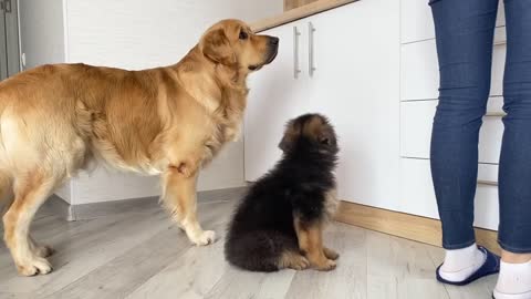 A dog teaches a German Shepherd how to beg!
