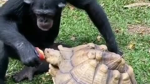 The monkey feeds the turtle an apple
