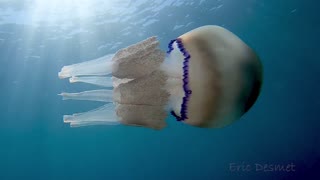 White Jellyfish Floats with Baby Fish