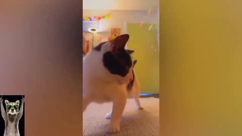 Novo vídeo de animais engraçados. Vídeos mais engraçados de cães e gatos 😹😹🐶🐶🐶