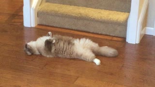 Goofy Cat Lies On His Back For Nap Time