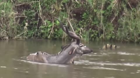 BIG Crocodile Attack Animal kudu in Water