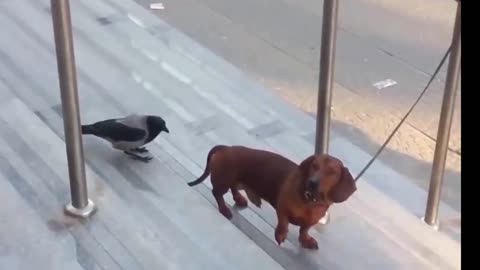 Funny video on Crow and Dog. What does the Crow do with the captive Dog-MayaFunnyVideo