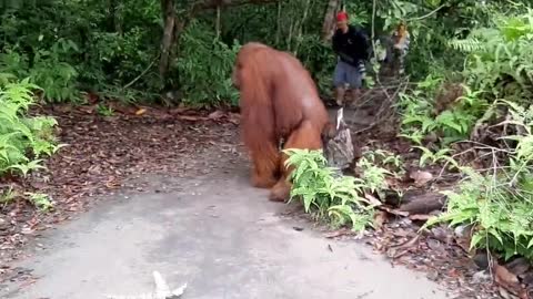 Orangutan casually strolls past photographers as it makes its way into Indonesian forest