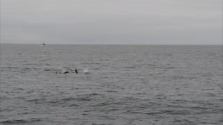 Orca of Waddah Island, WA