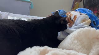 Adopting a Cat from a Shelter Vlog - Cute Precious Piper Uses Her Security Blanket