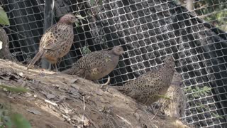Female Pheasant Gathering