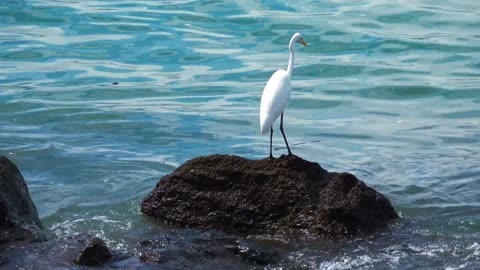 Caterpillar standing on a rock in the sea