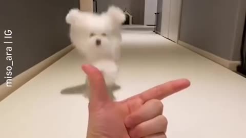Best dog video. Cute puppy.
