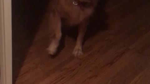 Sassy old golden taps her feet to get what she wants