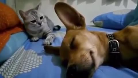 Dog lets out a fart and cat gets bored